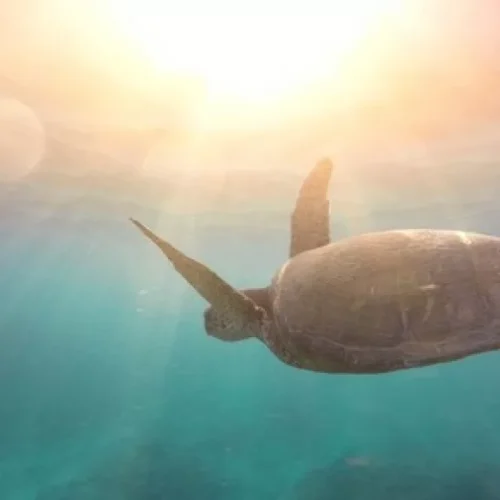 7 Most Prominent Startups At WEF-ASEAN 2018